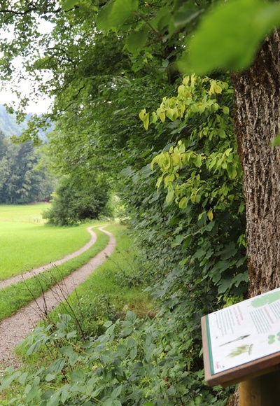 Weg WaldApotheke