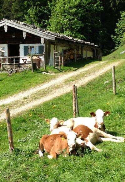 Wandern zu den Dalsenalmen