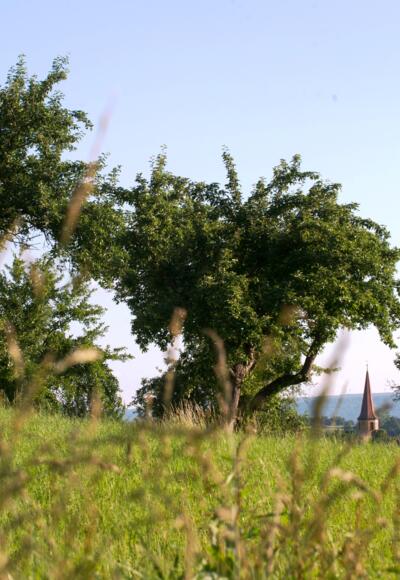 Grüne Wiese, mehrere Bäume und ein strahlend blauer Himmel.