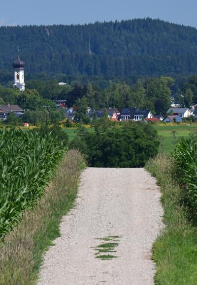 Weg nach Isny mit Maisfeldern