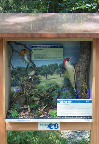 Mönchsgrasmücke und Grünspecht