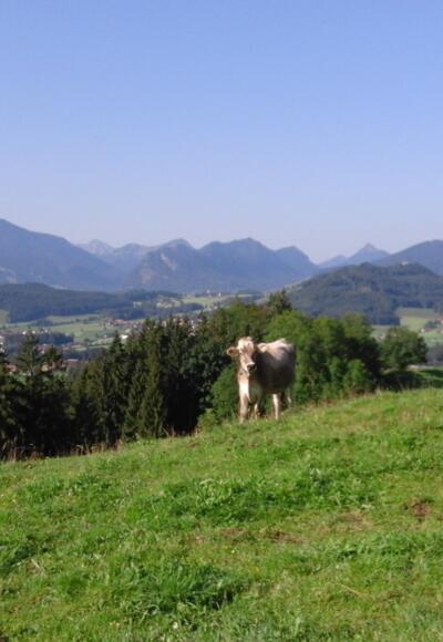 Alpvieh vor Bergpanorama