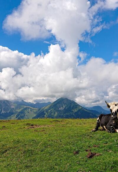 Schumpen auf den Bergwiesen am Schönkahler