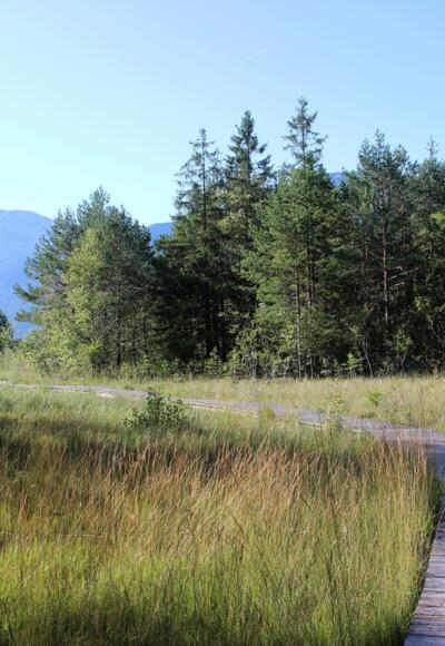 Steg durch das Pfrontener Moor