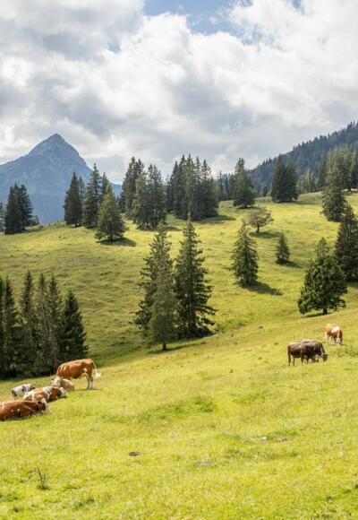 Blick von der Bärenmoosalpe zum Einstein