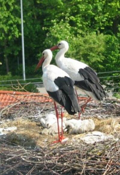 Störche in Pfaffenhausen