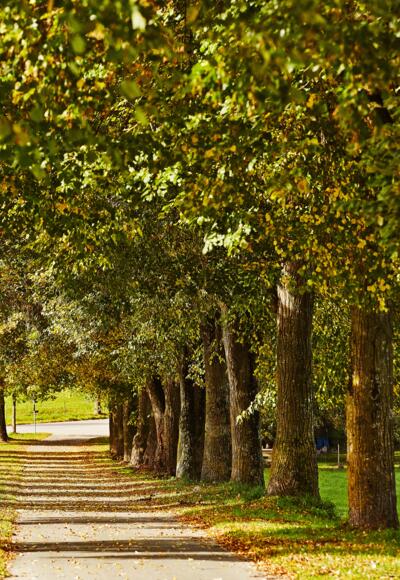 Alte Bäume und Alleen