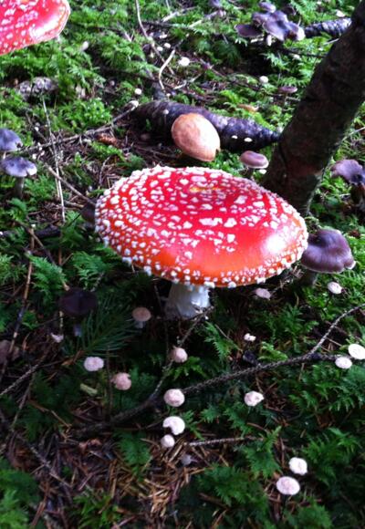 Fliegenpilz im Schweindorfer Wald 
