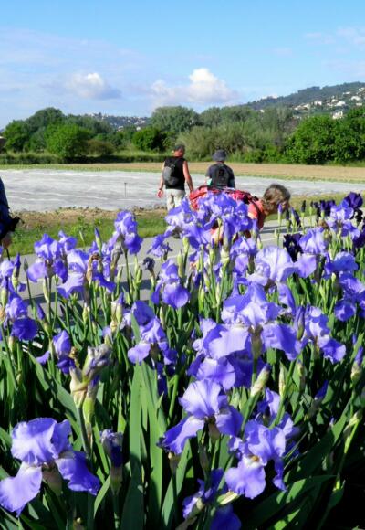Pilgern - die Flora geniessen