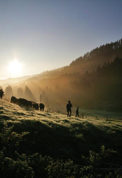 Viehscheid in Gunzesried