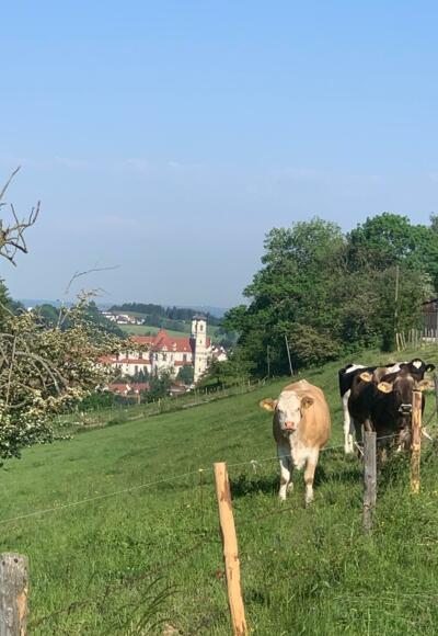 An der Viehweide entlang mit Blick auf die Basilika