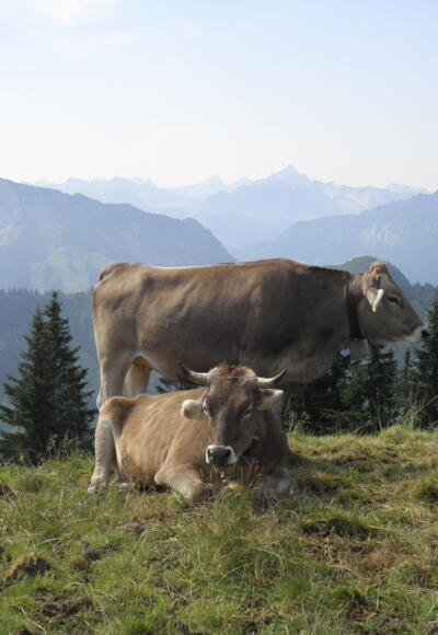 Blick vom Steinpasssattel in die Allgäuer Berge