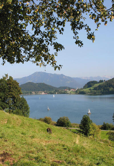 Blick auf den Großen Alpsee