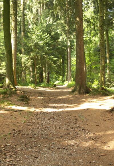 Schöne Waldwege begleiten unseren Weg. 