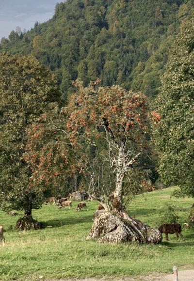 unterhalb der Unteren Lauchalpe