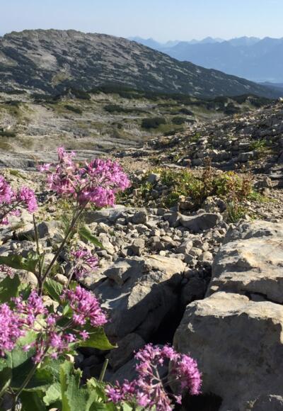 Botanik am Gottesackerplateau