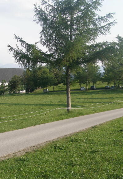 Am Anfang unserer Tour blicken wir auf St. Michael, die Kirche Mittelbergs.
