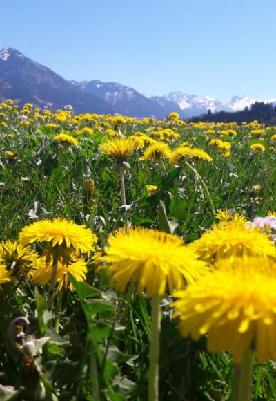 Löwenzahnblüte in Fischen i. Allgäu