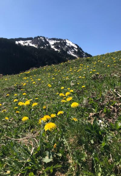 Löwenzahnfeld mit Wannenkopf im Hintergrund 