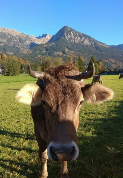 Foto von Mountainbike: Dörfer-Runde - Radfahren durch die Hörnerdörfer • Hörnerdörfer (14.10.2017 18:23:45 #2) 