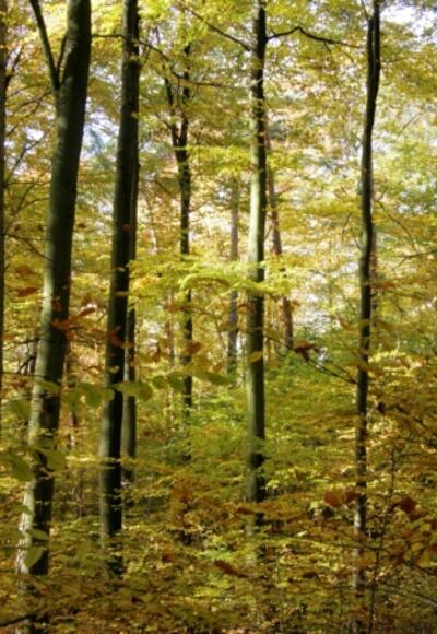 Erlenbach Waldabteilung Orgel