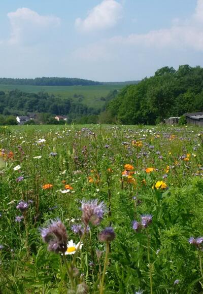 Wandern vorbei an einer wunderschönen Blumenwiese nach Leidersbach