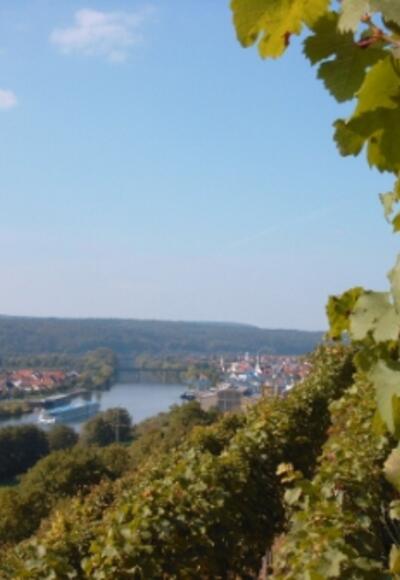 Blick auf die Erlenbacher Weinberge