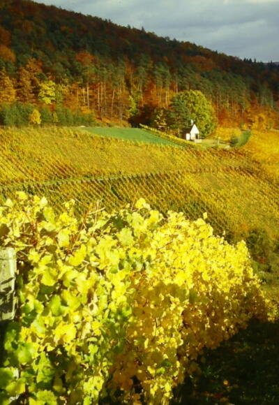 Weinberge