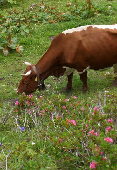 Kuh auf der Gsengalm