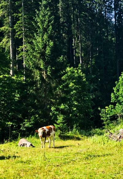 Weidevieh an der Tour