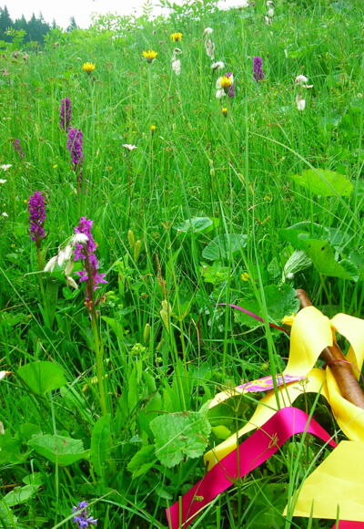 Sommerwiese bei Abtenau