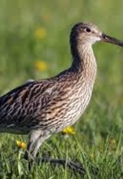 Großer Brachvogel - sehr seltener Zugvogel, der hier brütet