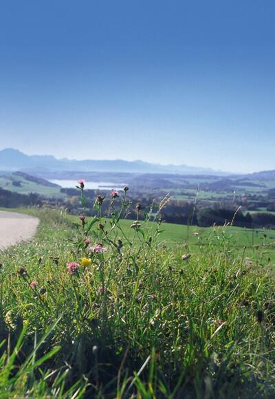 Jakobsweg Blick Richtung Wallersee