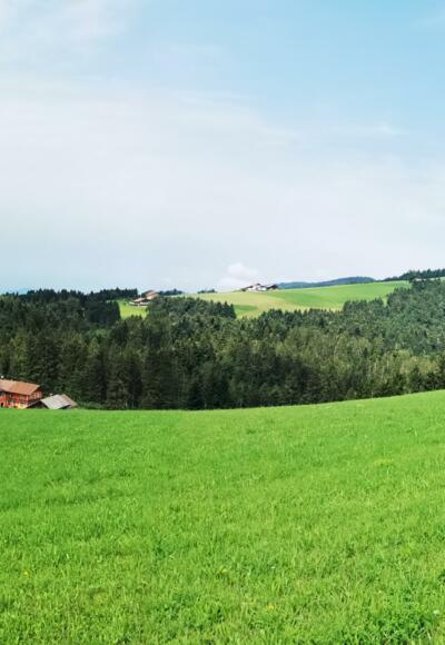 Aussicht auf Wiesen und Wälder