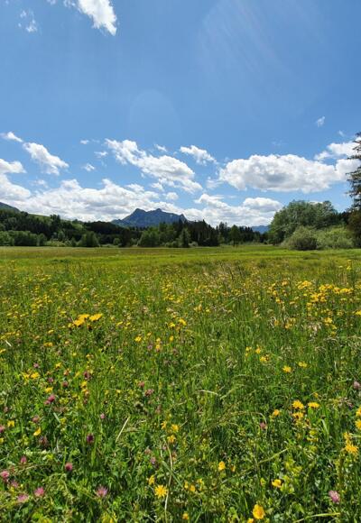 Blumenwiese_SamerbergerFilze