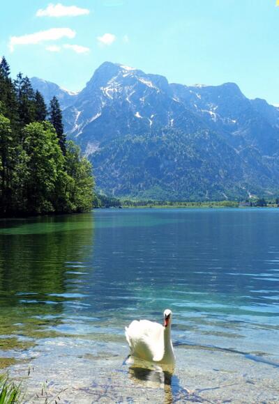 Idylle am Almsee-Ostufer
