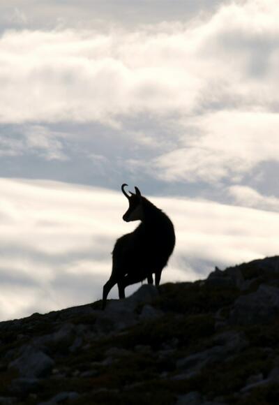 Gams Nähe Pfaffenleitenkopf 2340m