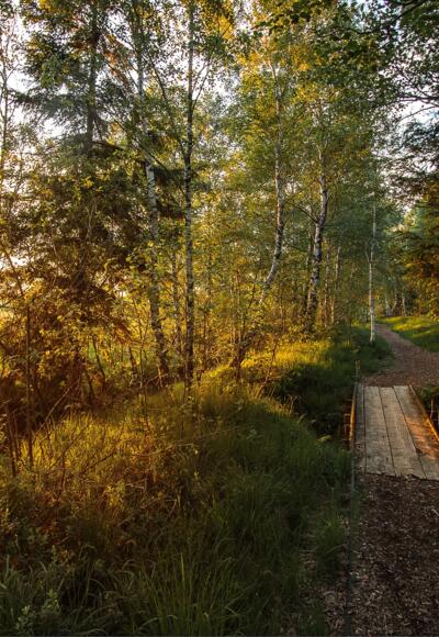 Abend in der Kendlmühlfilze