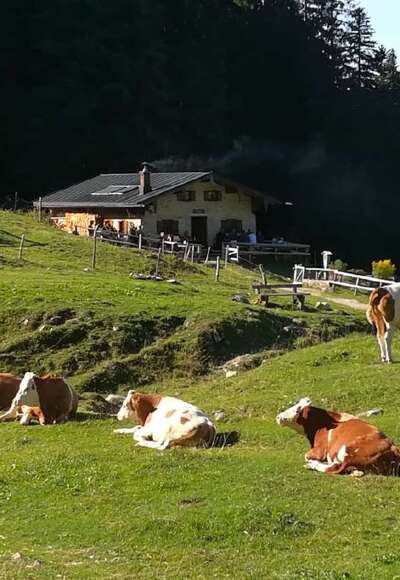 Staudacher Alm mit Kühen