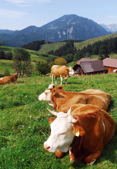 Anlaufalm im Reichraminger Hintergebirge