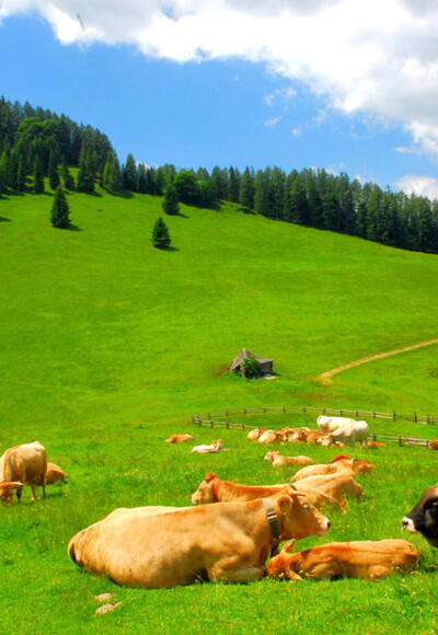 Murbodner Rinder weiden am Blahberg © Nationalpark Kalkalpen Sieghartsleitner