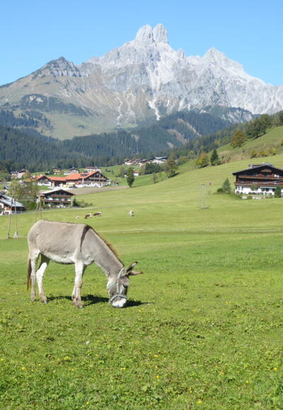 Blick auf das Filzmooser Wahrzeichen Bischofsmütze