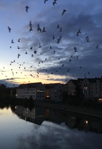 Schleifenroute - Regensburg Abendstimmung
