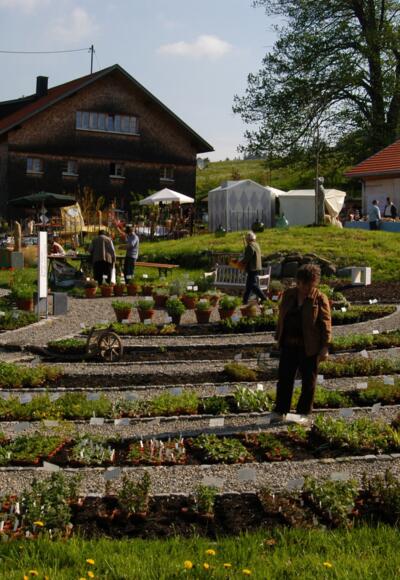 Kräutergarten Artemisia