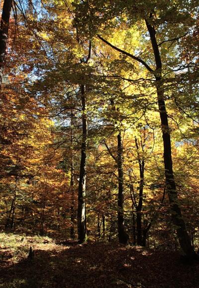 Egal zu welcher Jahreszeit - das Naturjuwel Glocke fasziniert