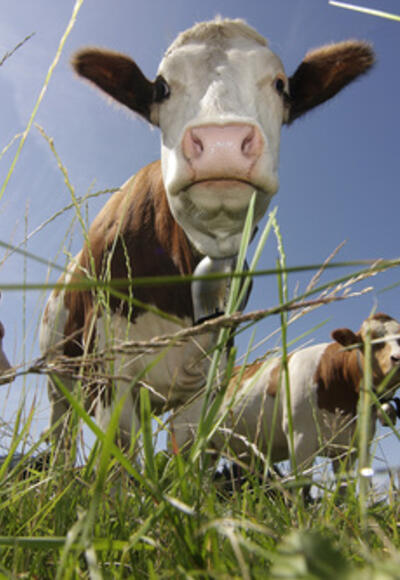 Bäckeralm: den Kälbern beim Grasen zuschaun. Das entspannt.