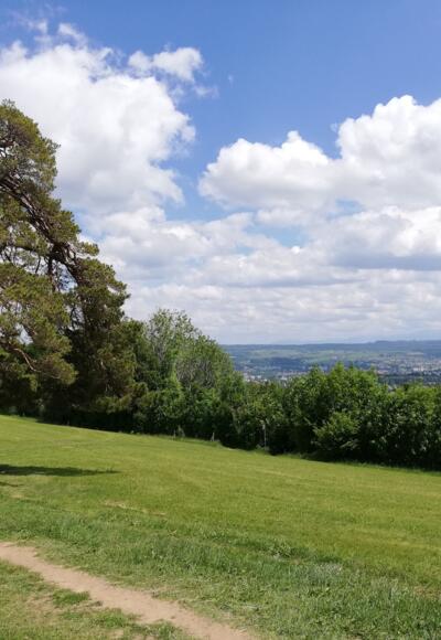 Blick auf das Naturdenkmal &quot;Mulzerföhre&quot;