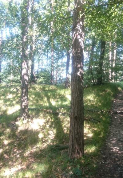 mit Gräsern bewachsenes Waldstück