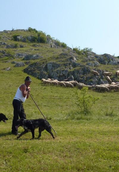 Wanderschäfer im Ries