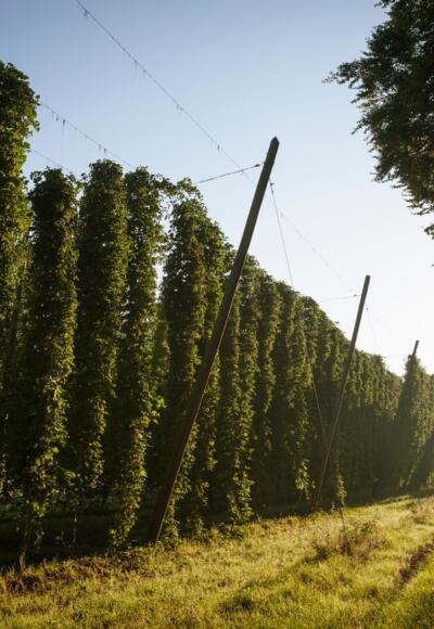 Ausschweifende Hopfengärten prägen das Landschaftsbild der Hallertau